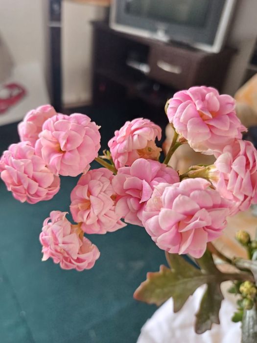 Калонхое сортовое 4000