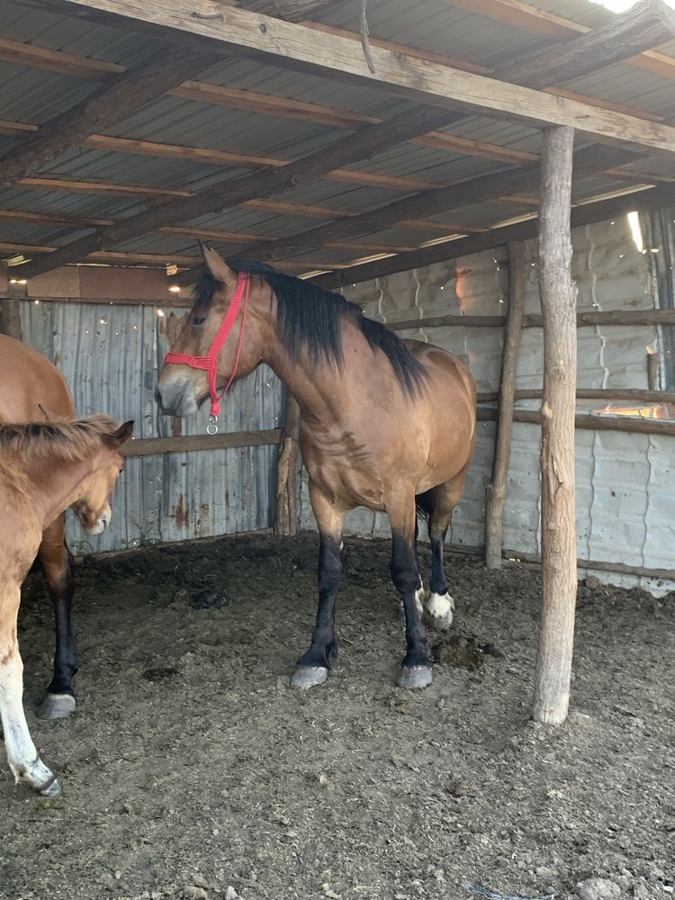 Vand sau schinb cu oii o iapa cu manz,si onanza de 2ani