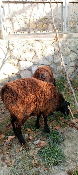 Soglom qochqor sotiladi