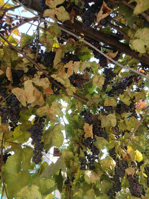 Вино жүзім түркістан №13 үйде