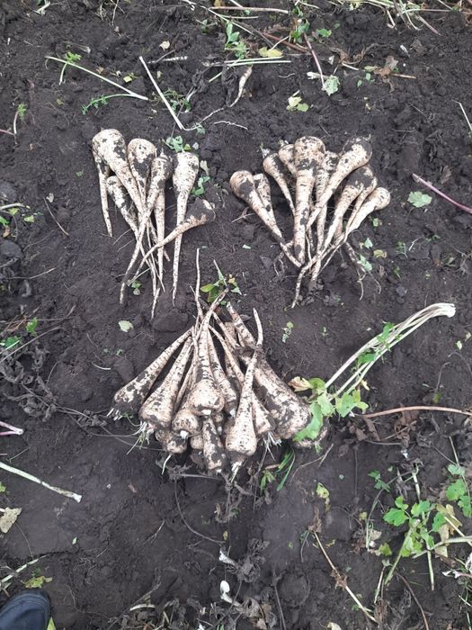 ,, Pastarnac de vanzare