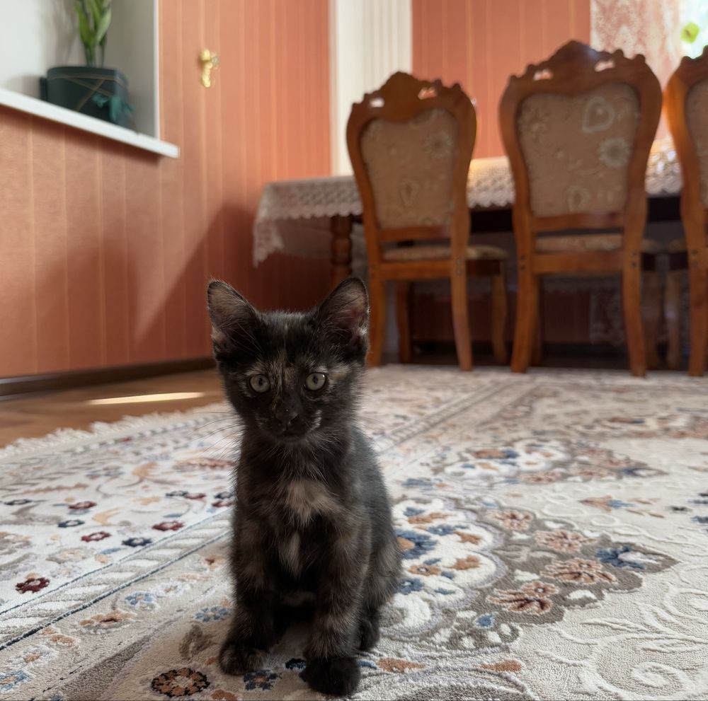 Котенок ищет дом