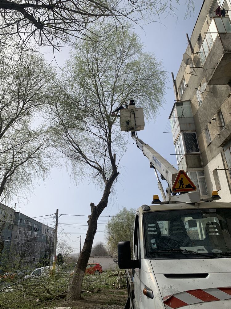 Nacela de inchiriat, Toaletări copaci, arbori,