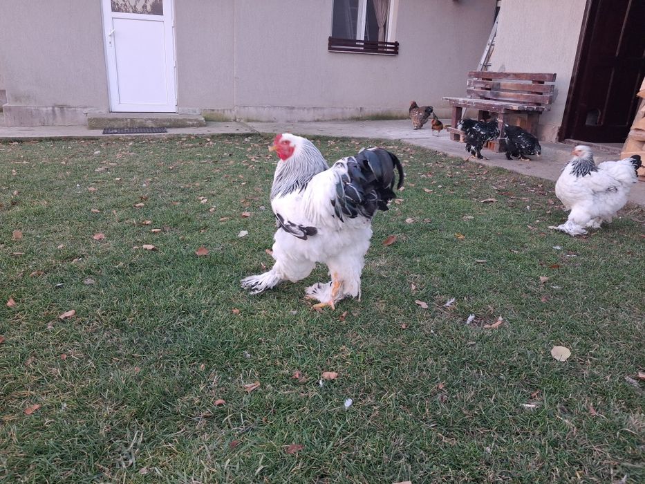 Vand  cocosi brahma herminat deschis