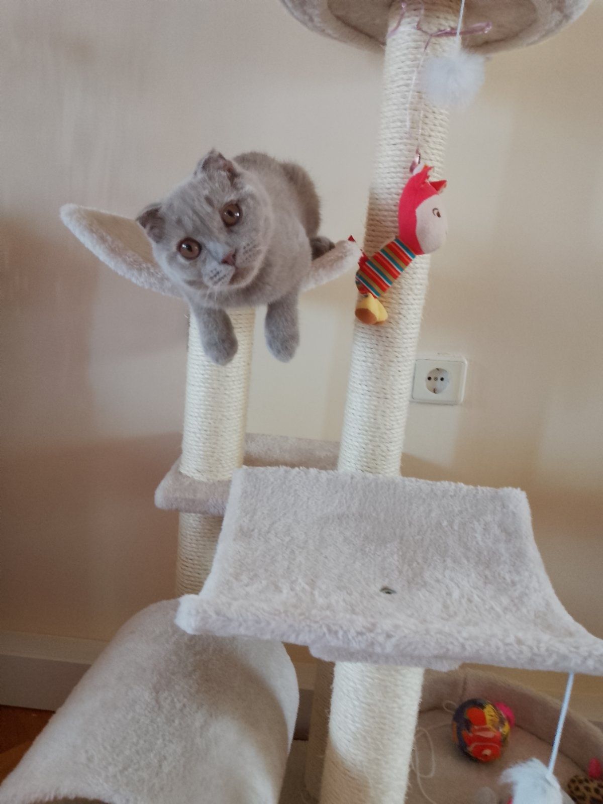 Шотландско клепоухо коте
