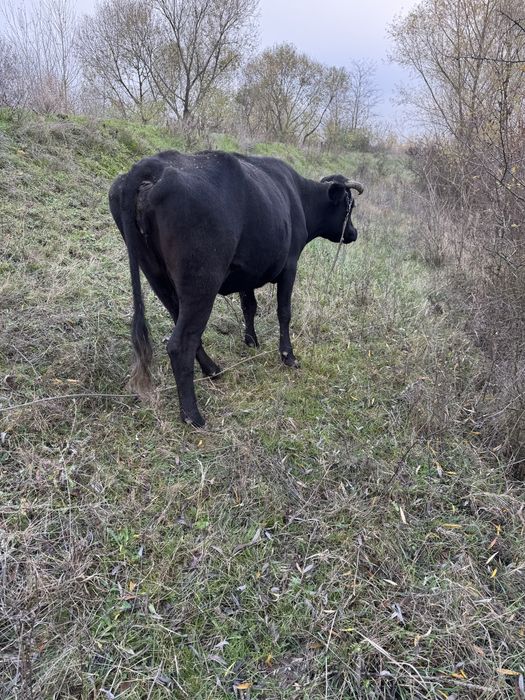 Vaca gestanta 8 luni