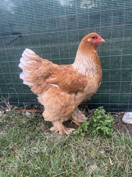 Cocos si gaini brahma pereche