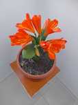 Vând crin clivia