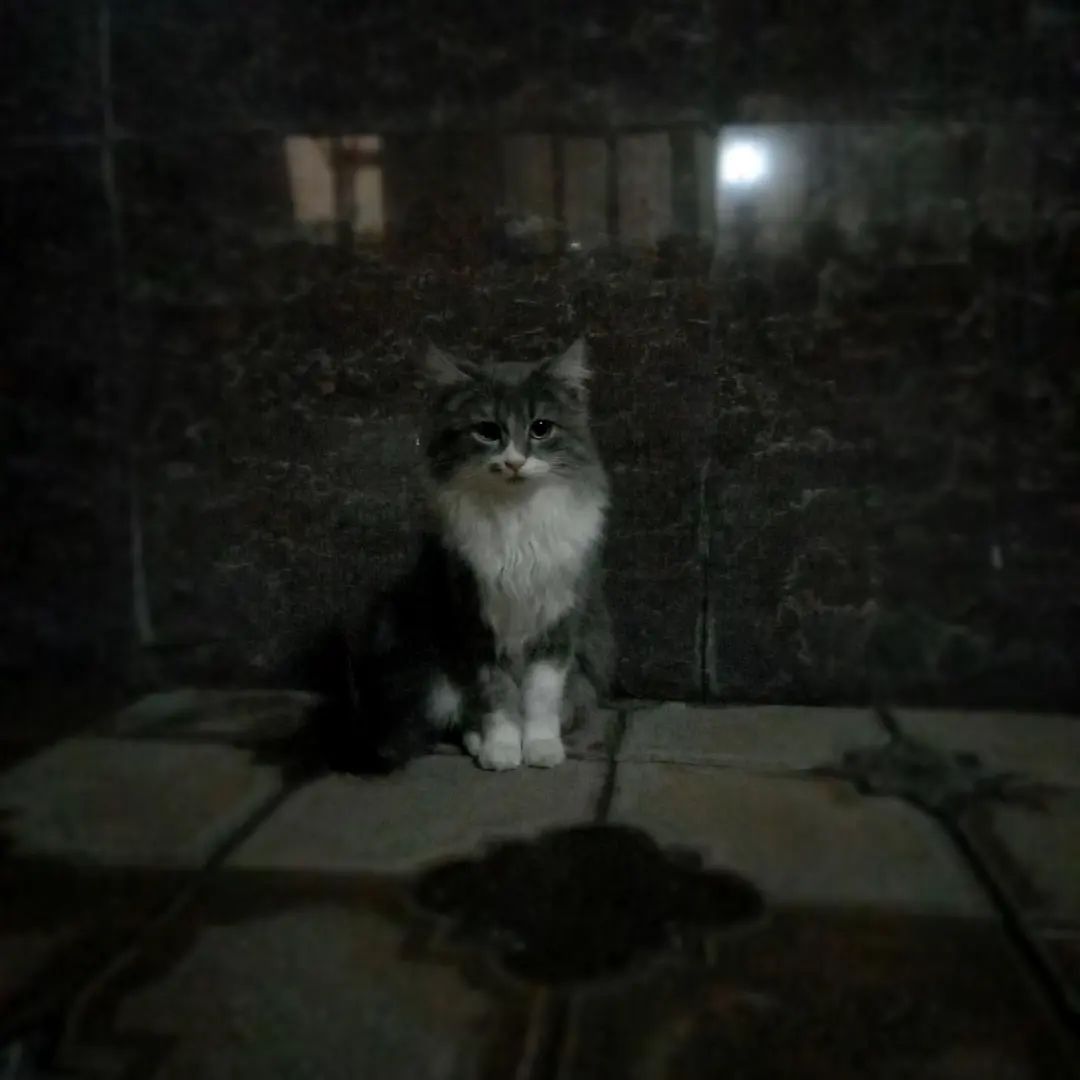 Erkak mushuk ôrgatilgan