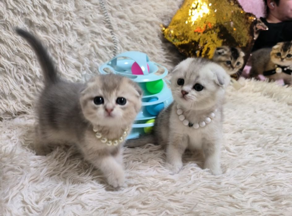 Котята от правильной вязки