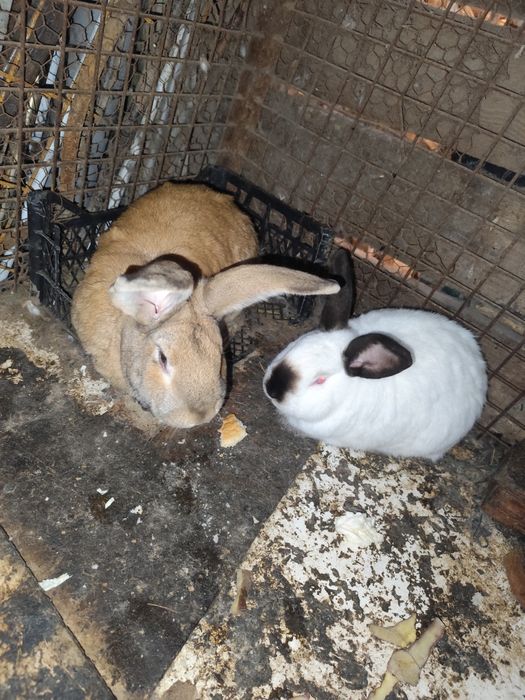 Vând găini și iepuri și rațe