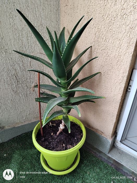 Алое кактус в саксия