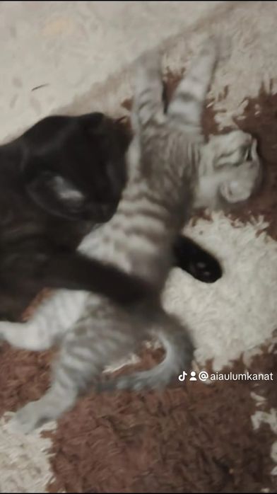 Серый котёнок потерялась