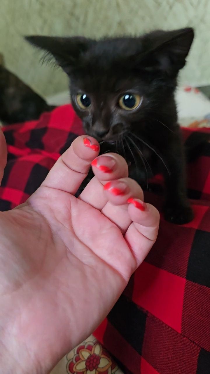Срочно котятами нужен дом!
