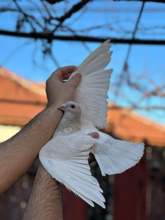 Femela  voiajor sport, culoare Reduced Od!