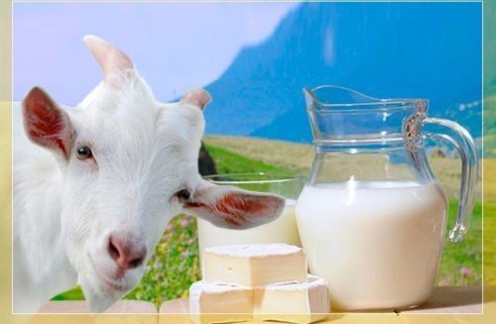 Ешкінің сүті бар