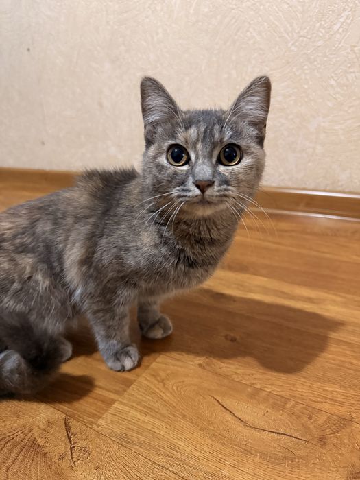 Кошка 4 месяца д