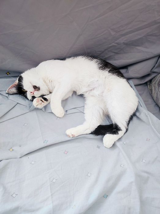 Кошка в добрые руки