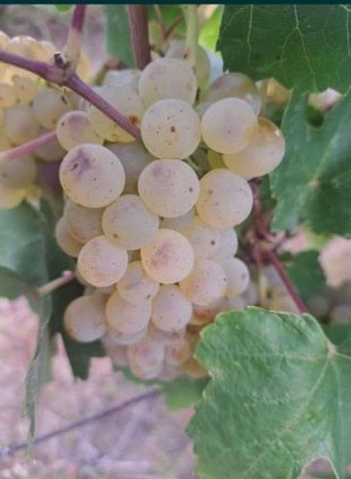 Vând Struguri de vin productie proprie 2025