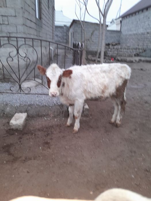 Продам две тёлки Тохал