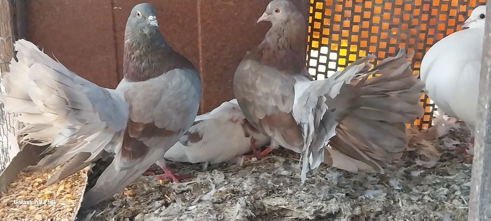 Vând porumbei  curcani/rotați