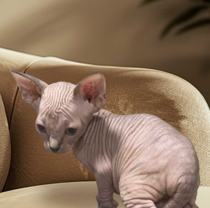 Канадски сфинкс и елф