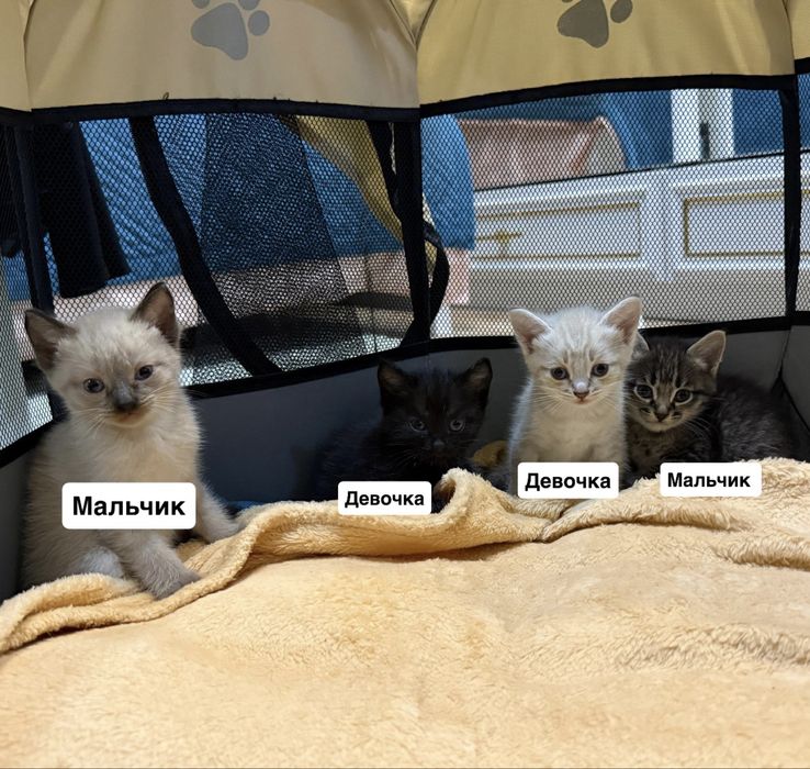 Котята ищут новый дом
