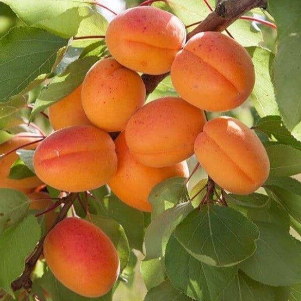 Pomi stravechi glia stramoseasca soiuri de CAIS