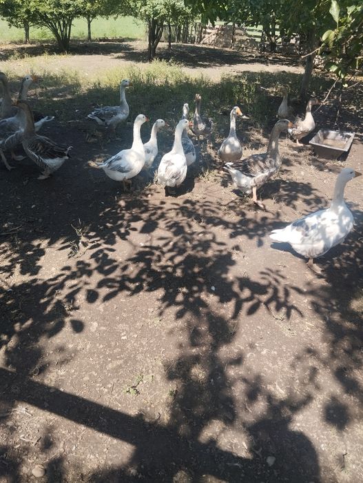 De vânzare gâște tinere