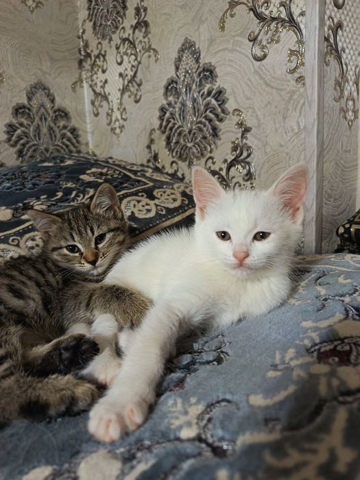 Продоются котята