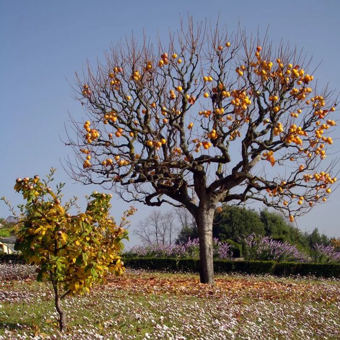 Soiuri De Kaki .