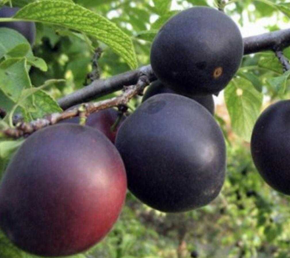 Pomi fructiferi exotici, Paulownia inradacinati.livrare RO