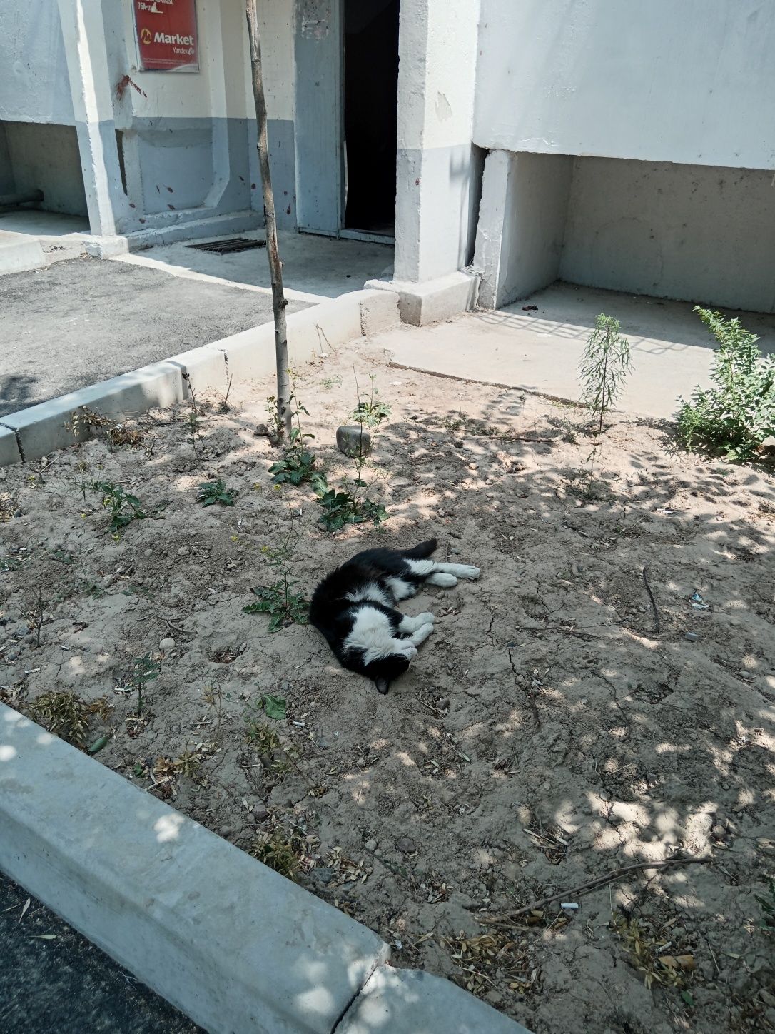 Кот, зовут Каравой, большой он же Томас