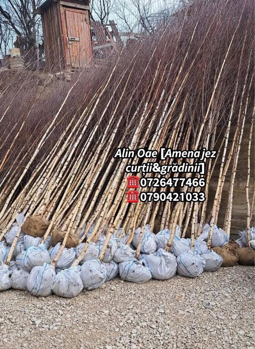 Mesteacn arbore decorativ calitate superioara