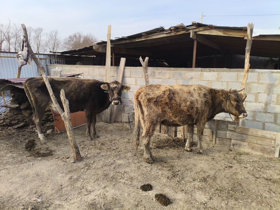 Екі сиыр сатылады