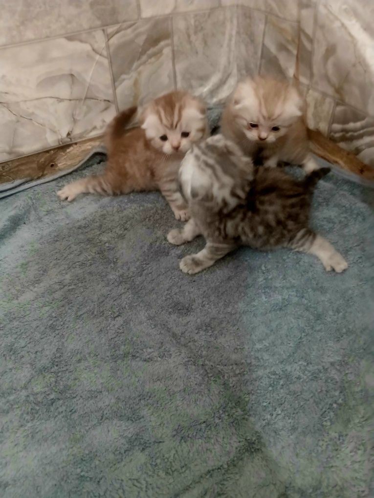 кошечку шотландскую скотиш страйк можно ставить резерв