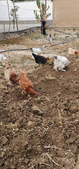 Brama tovuqlar va oddiylari sotiladi tovuqlar tuxumda narxlari har xil