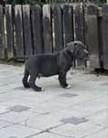 donez câini amstaff