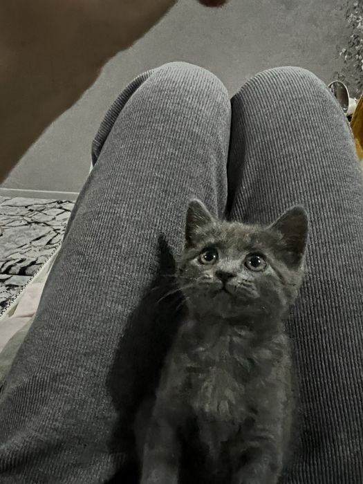 Кошка  Скоттиш страйт  британский