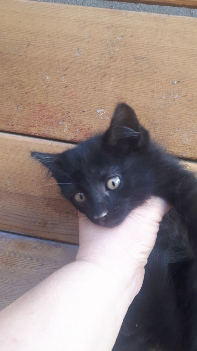 Котёнок в хорошие руки!