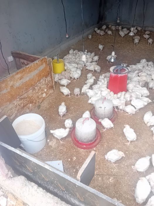 Малки пиленца порода Росс 308