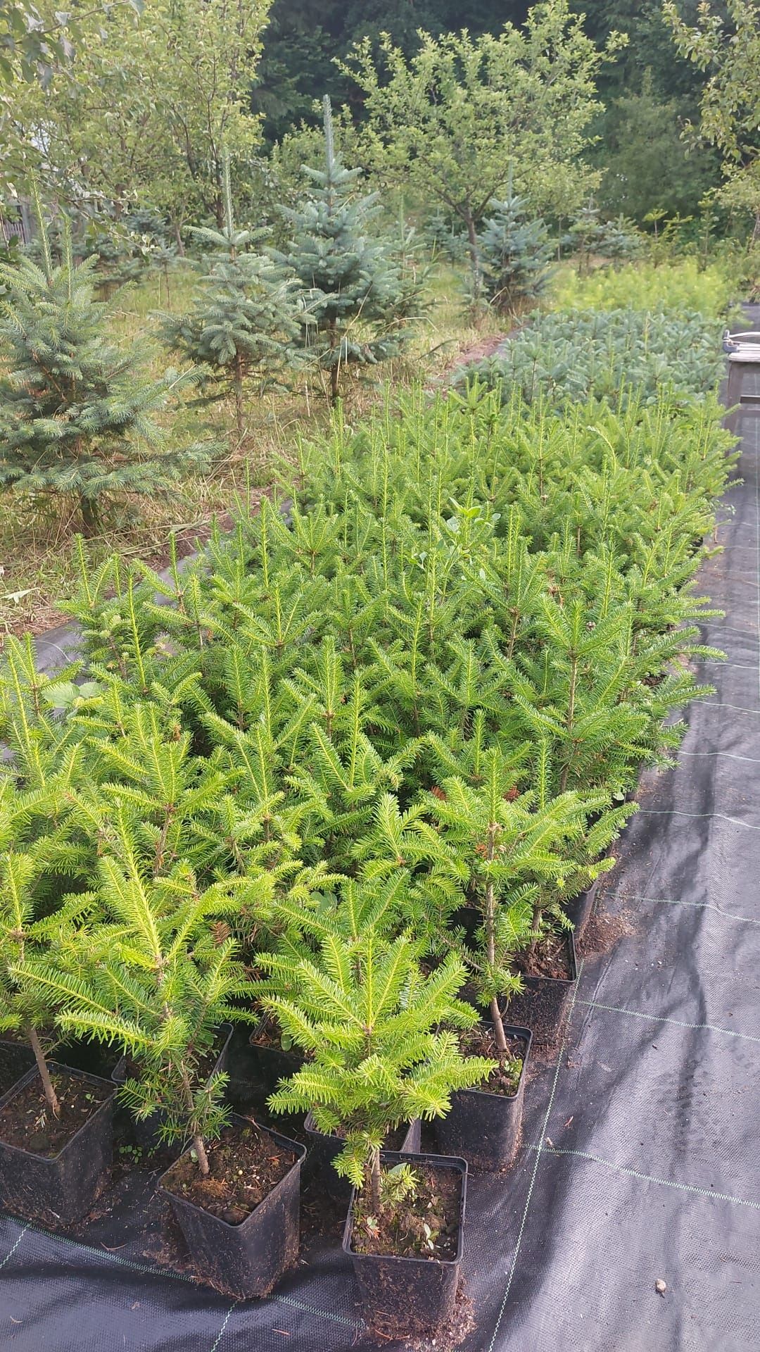 Puieti brad Abies fraseri la ghiveci P11- plantare 12 luni/an