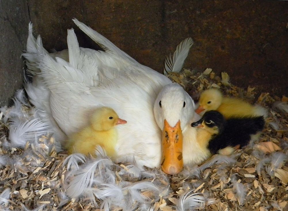 Vand pui rațe Pekin