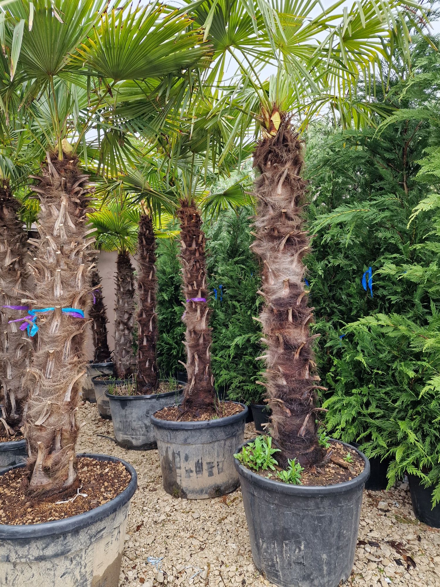 Vand palmier rezistent la frig extra calitate