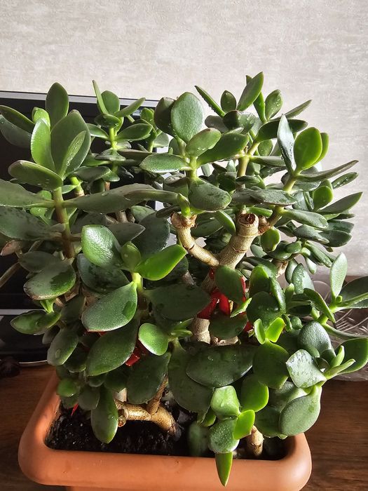 Продам толстянку овальную