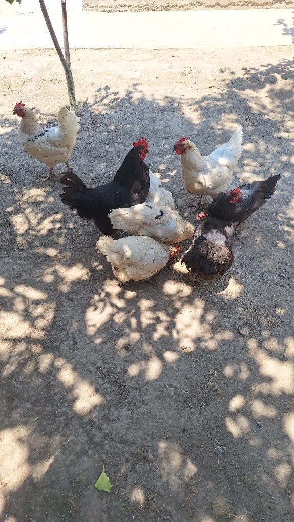 Tovuqlar sotiladi