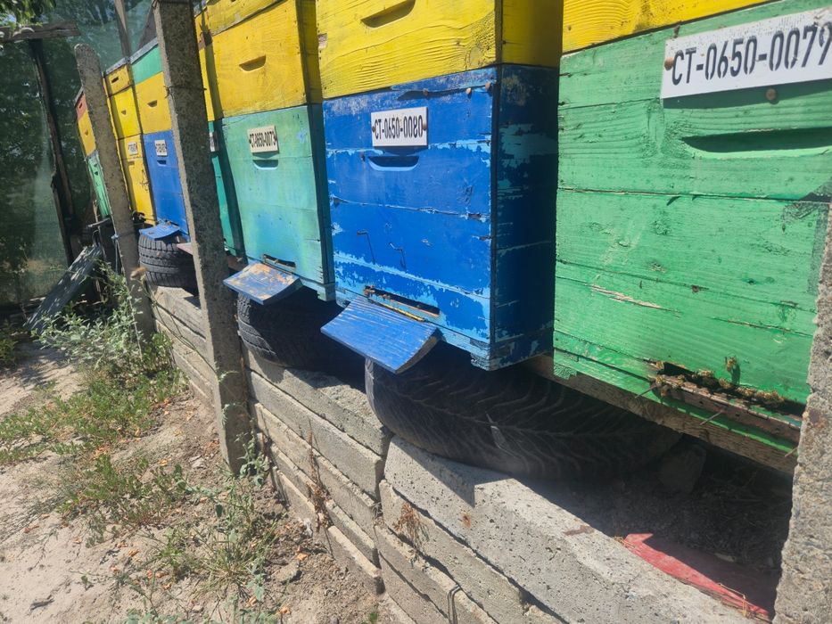 Vând miere polifloră angro