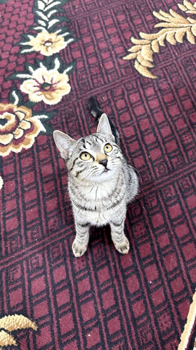 Котенок. Мушукча