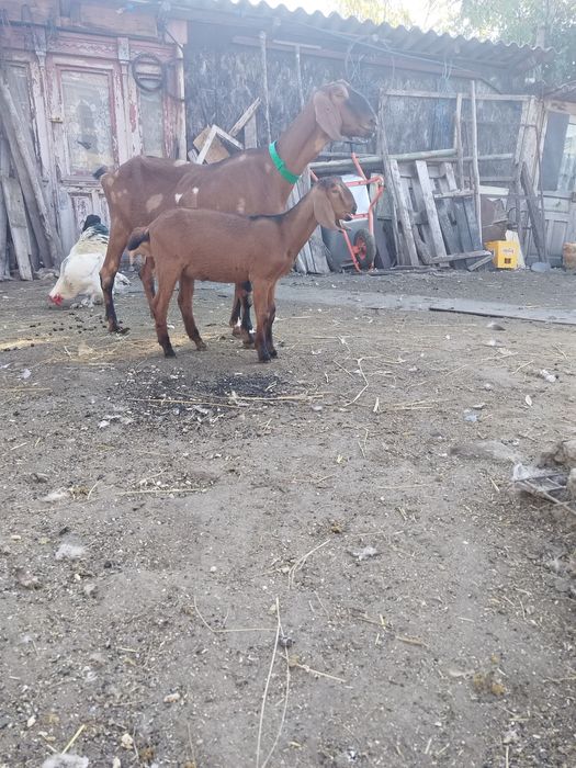 Ied anglo nubian parinti cu acte