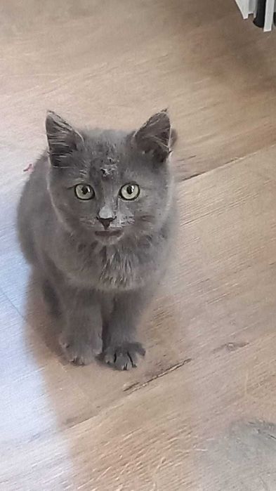 Котёнка в добрые руки